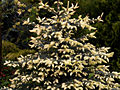 Picea pungens Bialobok IMG_6538 Świerk kłujący